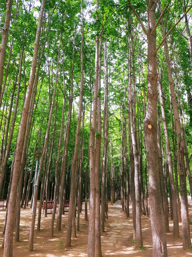 Đường đi bộ tại Seoul Forest
