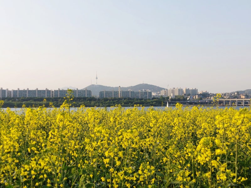 서래섬 유채꽃밭