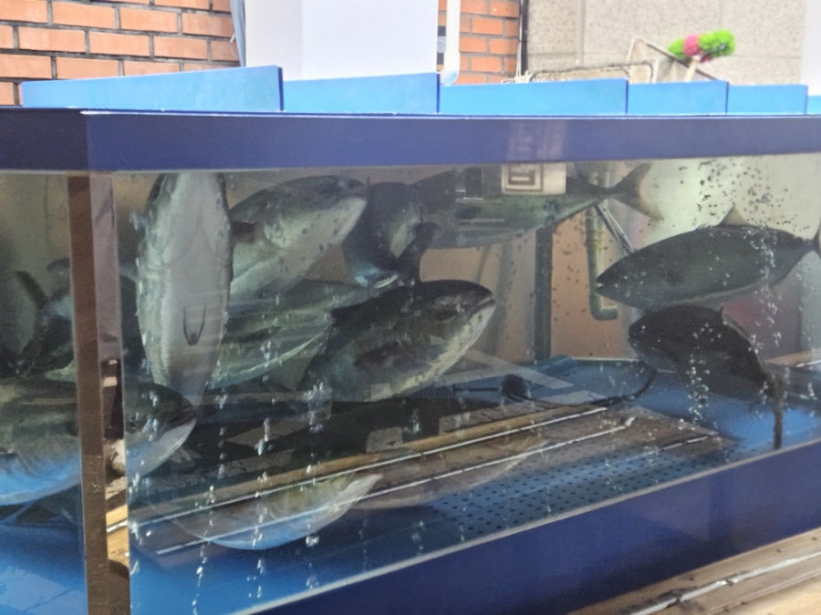 Aquarium - An aquarium with fresh fish swimming at the store entrance